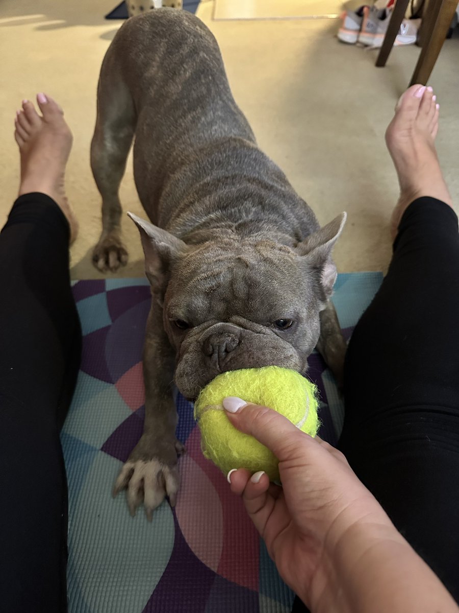 ElaineAgapiou's tweet photo. I donโt think my dog ๐ถ understands how to do yoga ๐ง๐ปโโ๏ธ with his Mumsie @yogawithadriene ๐คฃ๐คฃ๐คฃ๐คฃ #ballislyf #frenchiepawrentproblems https://t.co/Jy8yy69B83