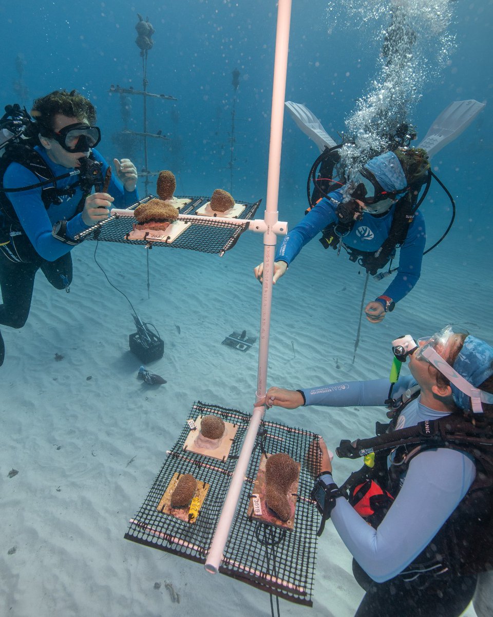 coralcrf's tweet photo. 🤝Avengers assemble! 

Our Coral Tree Nurseries™, corals, and restoration sites provide scientists with a unique resource for research into coral reefs. From ground-breaking research to innovative restoration solutions, we're all about collaborating to make a difference. https://t.co/EjQMGknY3o
