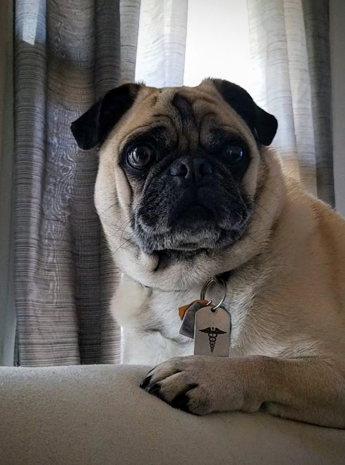 LiamWonderPug's tweet image. It's  #NationalPetDay and here I am watching the cat. 

#notrust #nopeace #NationalPetDay2023