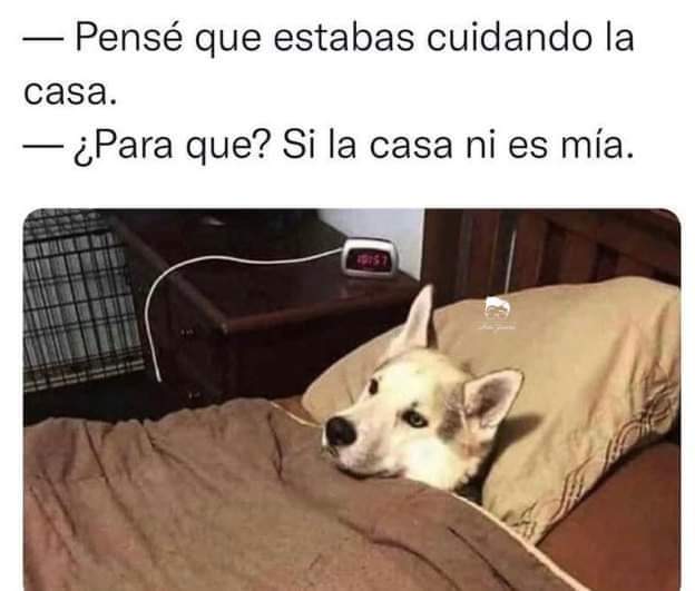 manuelbobrador1's tweet photo. Chale firulais 😝😝😝 https://t.co/pVYCosHlL0