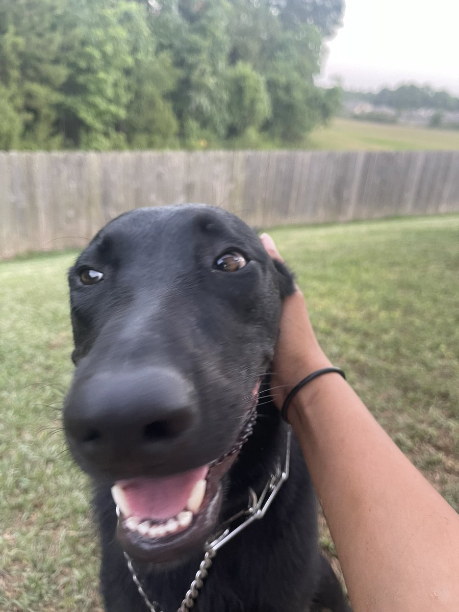 _trxsten's tweet photo. @ToyaPlease Meet my sweet baby Nyx🥰 #spoiledbitch https://t.co/AyxSyIXjl0
