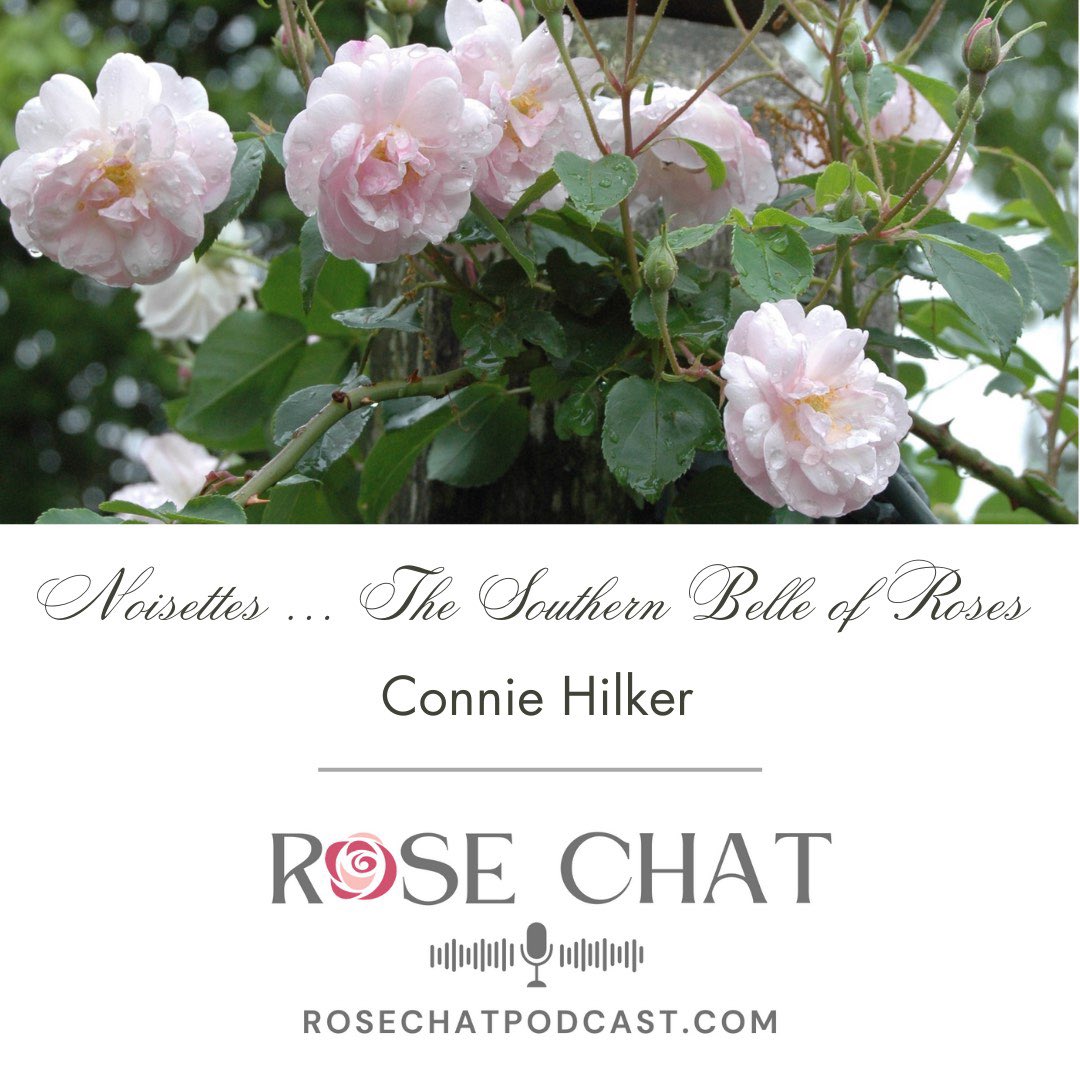 Latest podcast… NOISETTES... THE SOUTHERN BELLE OF ROSES
Connie Hilker

On this episode, Connie Hilker joins us to chat about her favorite rose class ... THE NOISETTES...  rosechat.podbean.com/e/noisettes-th… #rosechat #roses #gardening