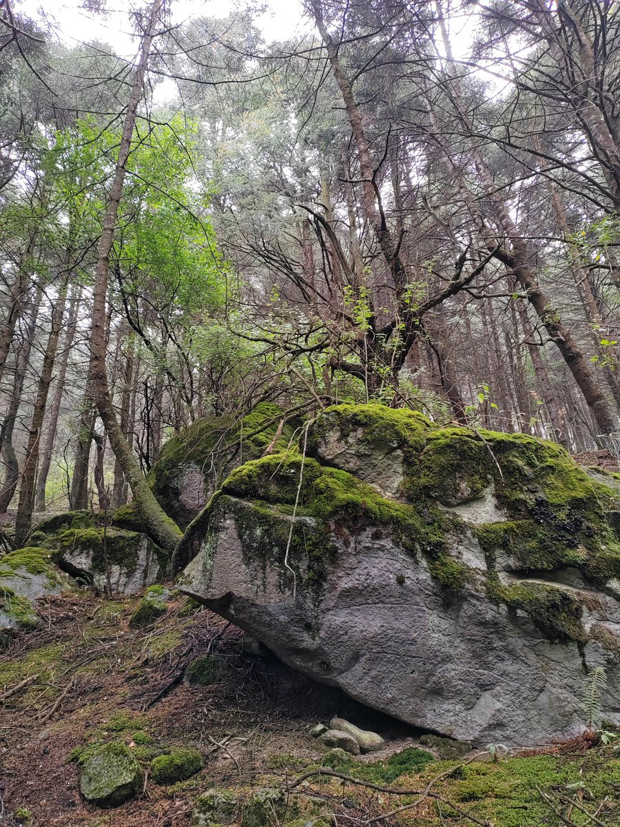 TheCocoliso's tweet photo. Altamente recomiendo escaparse a una cabaña en el bosque a leer y desconectarse. https://t.co/VHwwZusZNy