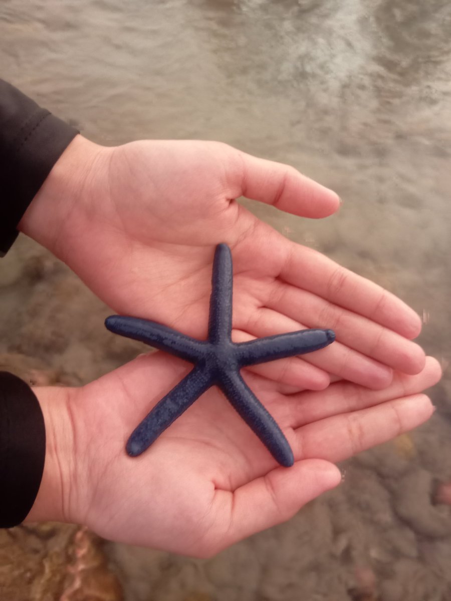MaryRoseRubi's tweet photo. Starfish ✨ https://t.co/FuNvRLHRyl