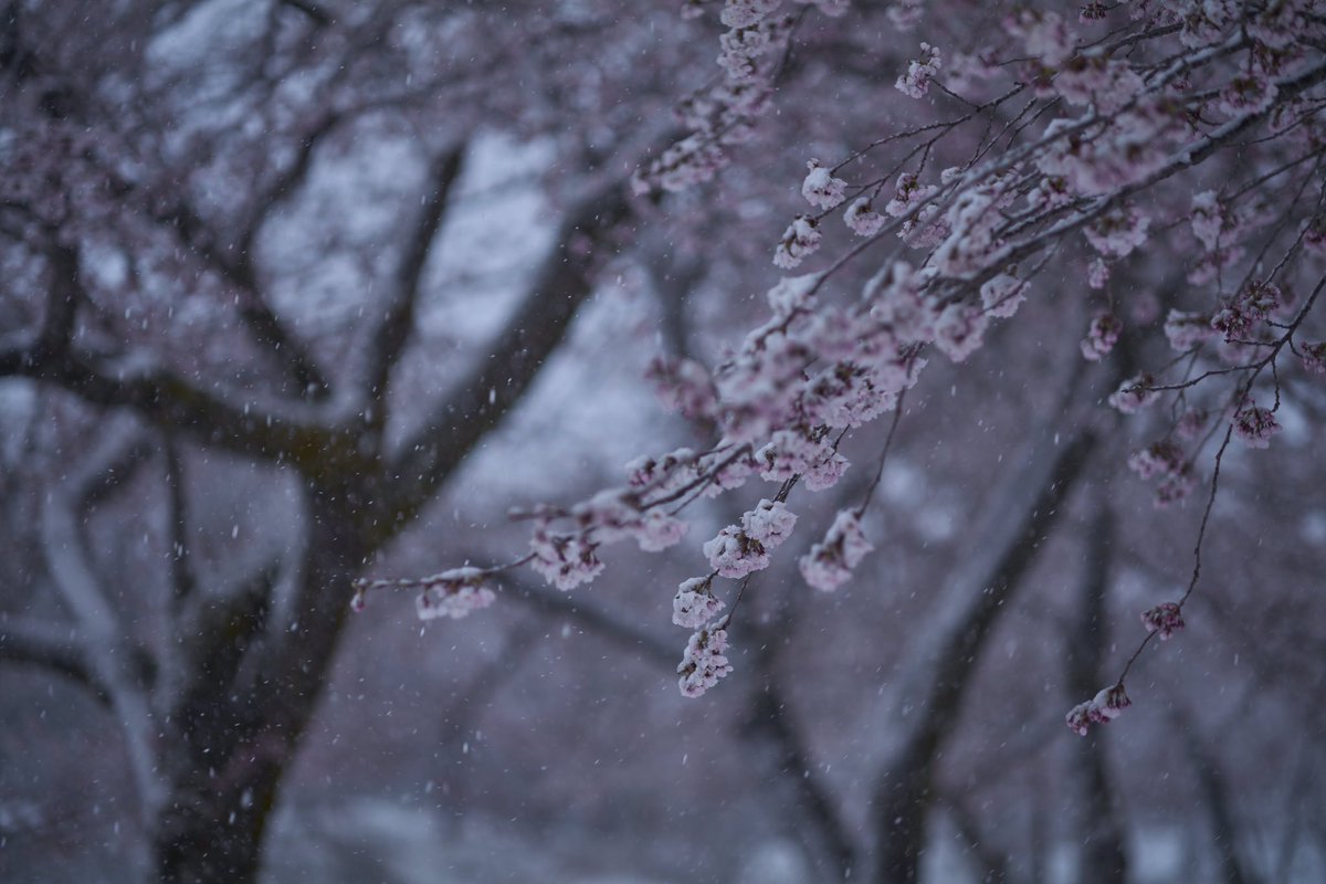 雪化粧するオオヤマザクラ #林明輝写真美術館 #Leofoto林明輝LS284CLin #林明輝KaniFilterセット #ファインダー越しの世界 #キリトリセカイ #ソニーαアカデミー #東京カメラ部 #日本の絶景 #風景写真 #PhotoJapan #森の瞬間 #DesignScape #自然首都福島県只見町の四季 #美しい景色 # #日本の風景