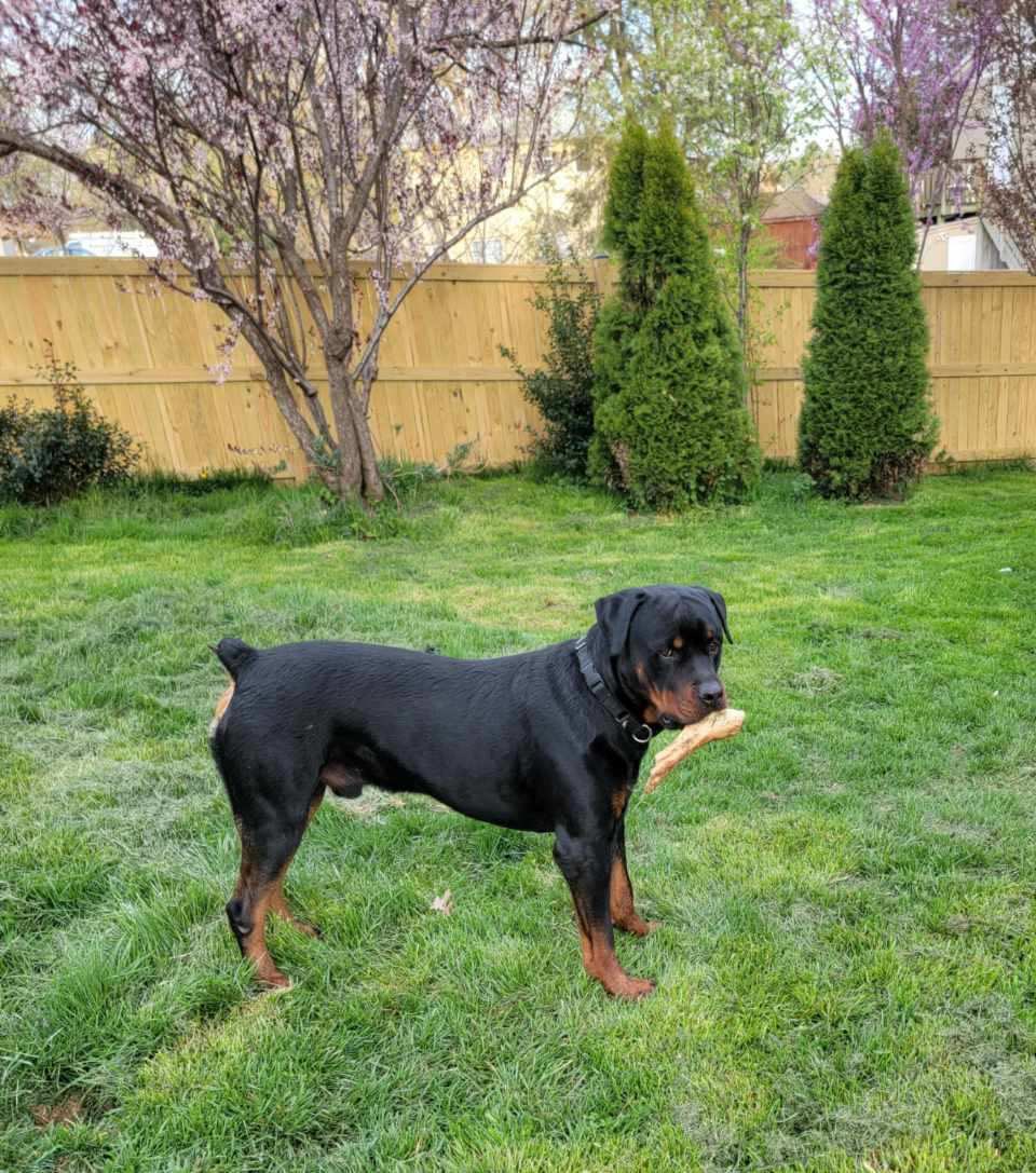 Almost missed National Pet Day. Luca is a companion bred dog and is the best dog ever