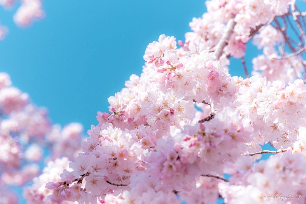 yukkey3103's tweet photo. 2023年の桜ベストセレクション
ニコンちゃんが桜写真募集してるのをみたので
(再掲含む)

#私とニコンで見た世界 https://t.co/i4bwYy6fE2