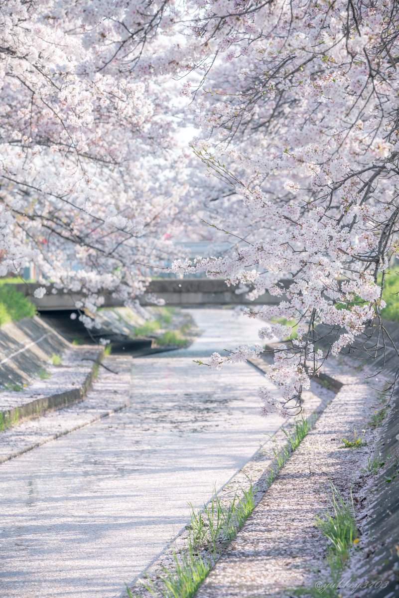 yukkey3103's tweet photo. 2023年の桜ベストセレクション
ニコンちゃんが桜写真募集してるのをみたので
(再掲含む)

#私とニコンで見た世界 https://t.co/i4bwYy6fE2