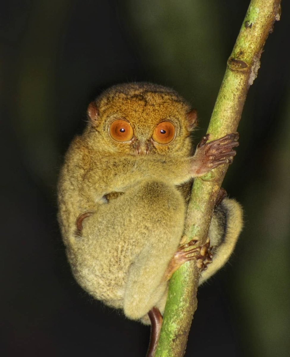 sabahtourism's tweet photo. The Western Tarsier is distinguished by its large, bulging eyes. Despite their relatively small size, their rear limbs and expanded feet enable them to leap more than 40 times their body length.

📸IG: @lancelemyconahap https://t.co/CkFH5y1i0v