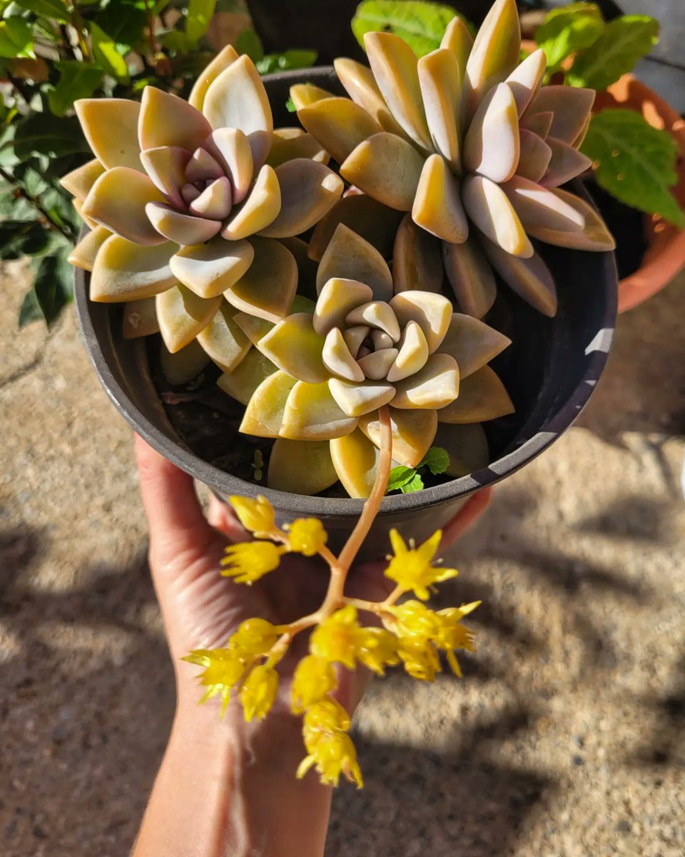 Sophie_MJ's tweet photo. 🪷MADREPERLA, Planta fantasma (Graptopetalum paraguayense)

Planta suculenta nativa de México. Se caracteriza por sus hojas verde rosado💚🩷
La planta tiene un efecto curativo en el tratamiento de la conjuntivitis, herpes y como antiviral.
La Medicina está en la Naturaleza 🌏👩🏼‍🌾🪻 https://t.co/DwFCouBsr7