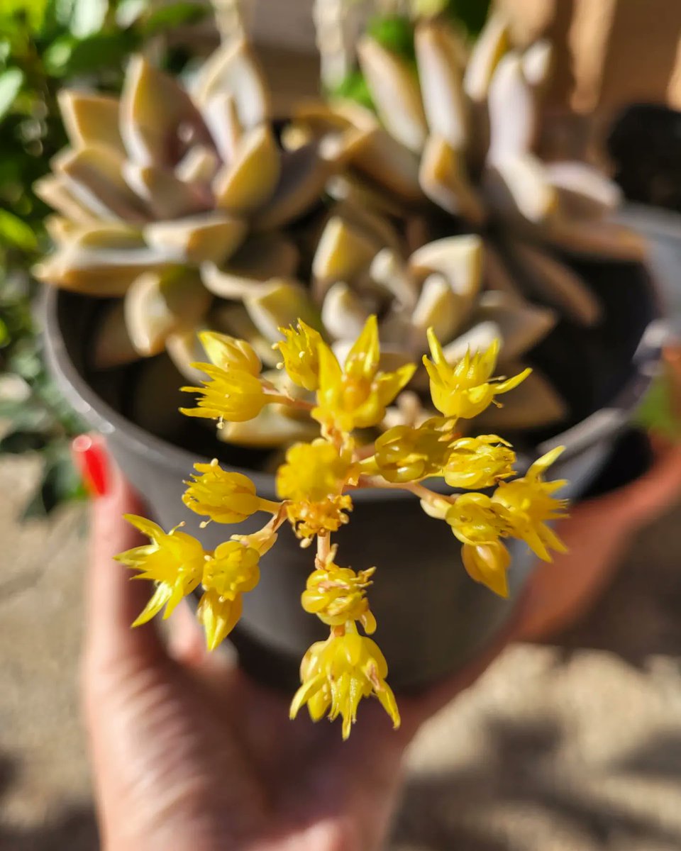 Sophie_MJ's tweet photo. 🪷MADREPERLA, Planta fantasma (Graptopetalum paraguayense)

Planta suculenta nativa de México. Se caracteriza por sus hojas verde rosado💚🩷
La planta tiene un efecto curativo en el tratamiento de la conjuntivitis, herpes y como antiviral.
La Medicina está en la Naturaleza 🌏👩🏼‍🌾🪻 https://t.co/DwFCouBsr7