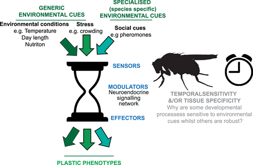 e_j_duncan's tweet photo. Evo-devo, plasticity and insects - Check out Kane Yoon's first-author review in @BiochemSoc Transactions with @C_B_Cunningham and @AmandaBretman. https://t.co/eCNyvhJXvy https://t.co/x5mRg9RoKW