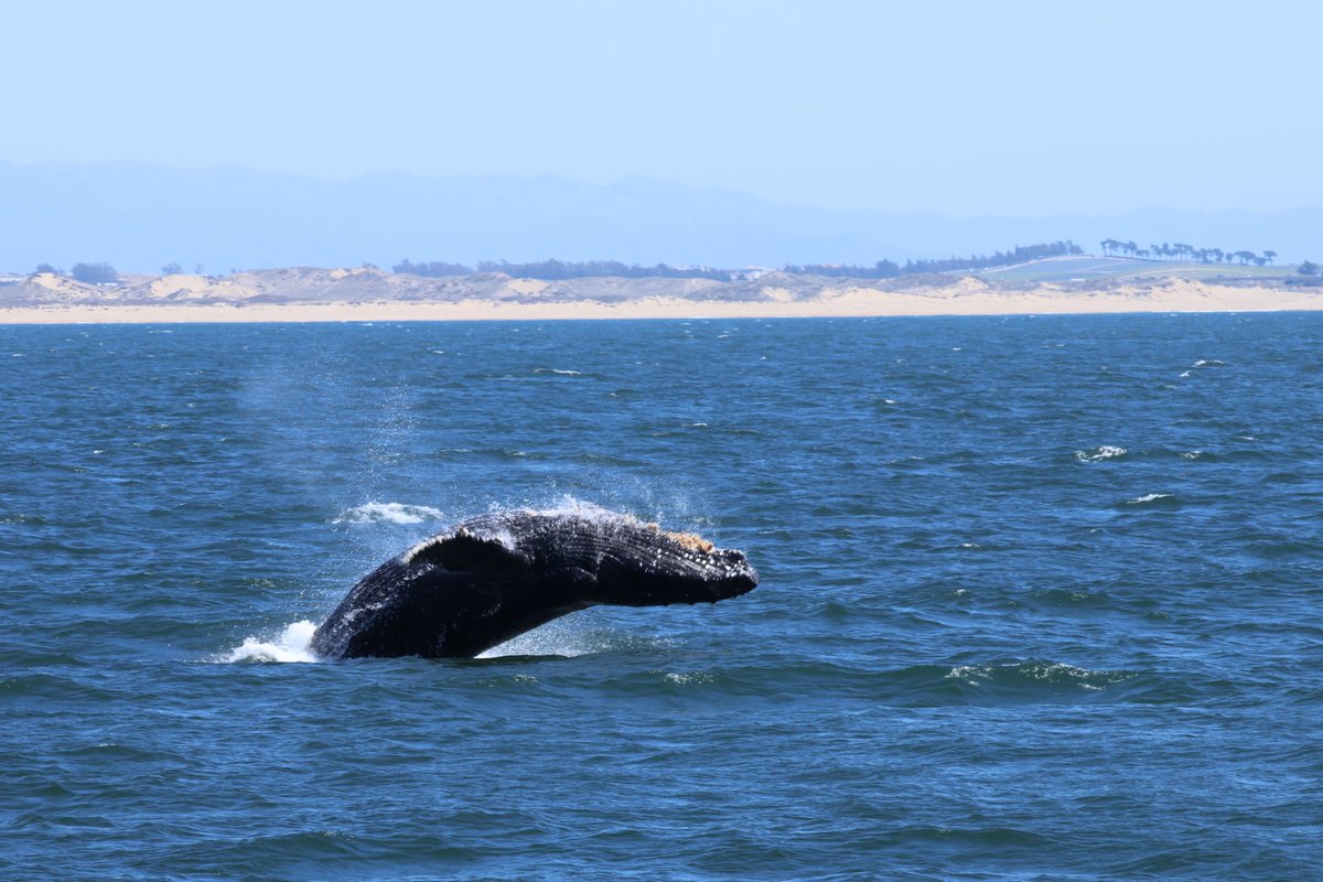 Blessed #Easter last weekend in #MontereyBay!   The bunnies weren't the only ones hopping around this weekend! #SeaGoddessWhaleWatch #seagoddesswhalewatching #seagoddess #Whalewatch #whalewatching #whalewatchingtours #NorthernCalifornia #whale #California #humpback #whales #ocean