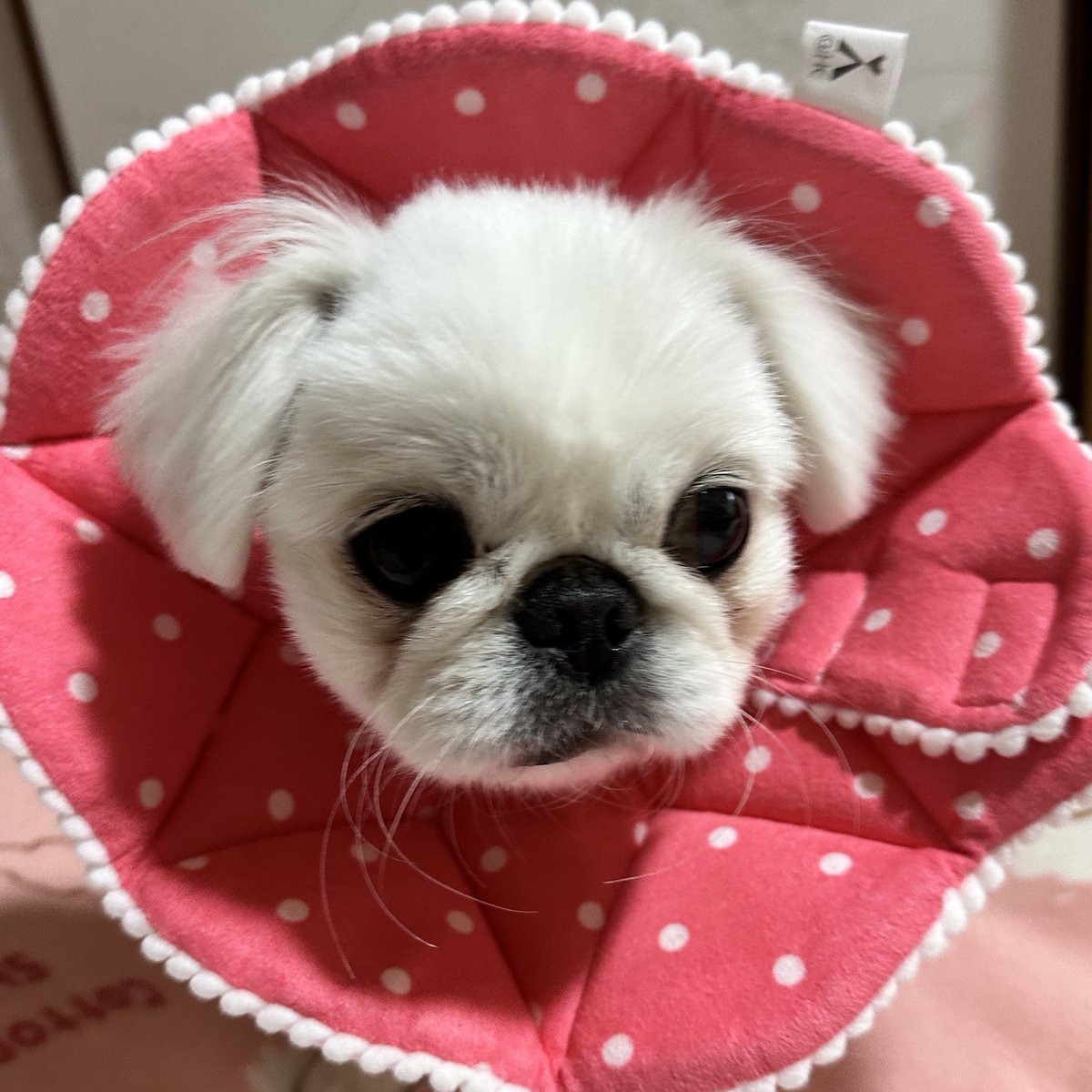 coppechipi's tweet photo. ちまちましてて可愛い💕
また舐め舐めしてたのでカラー付けた😭 https://t.co/jFiqHQOqjh