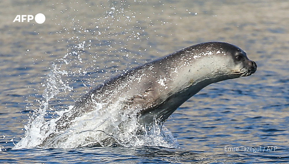 AFP News Agency on Twitter "Albania pushes out boat to save world's