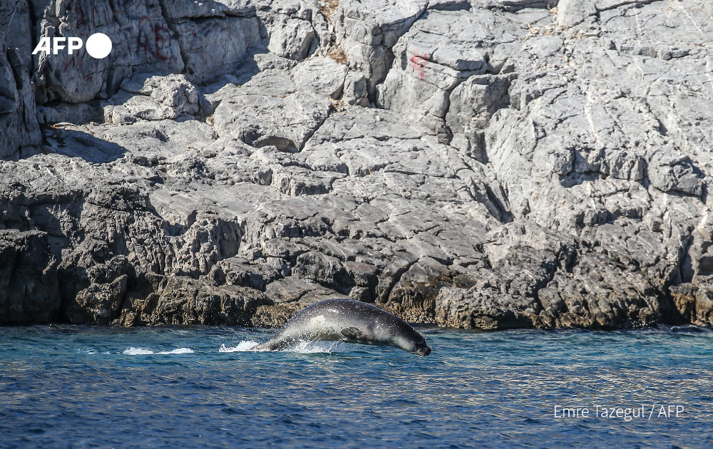AFP News Agency on Twitter "Albania pushes out boat to save world's