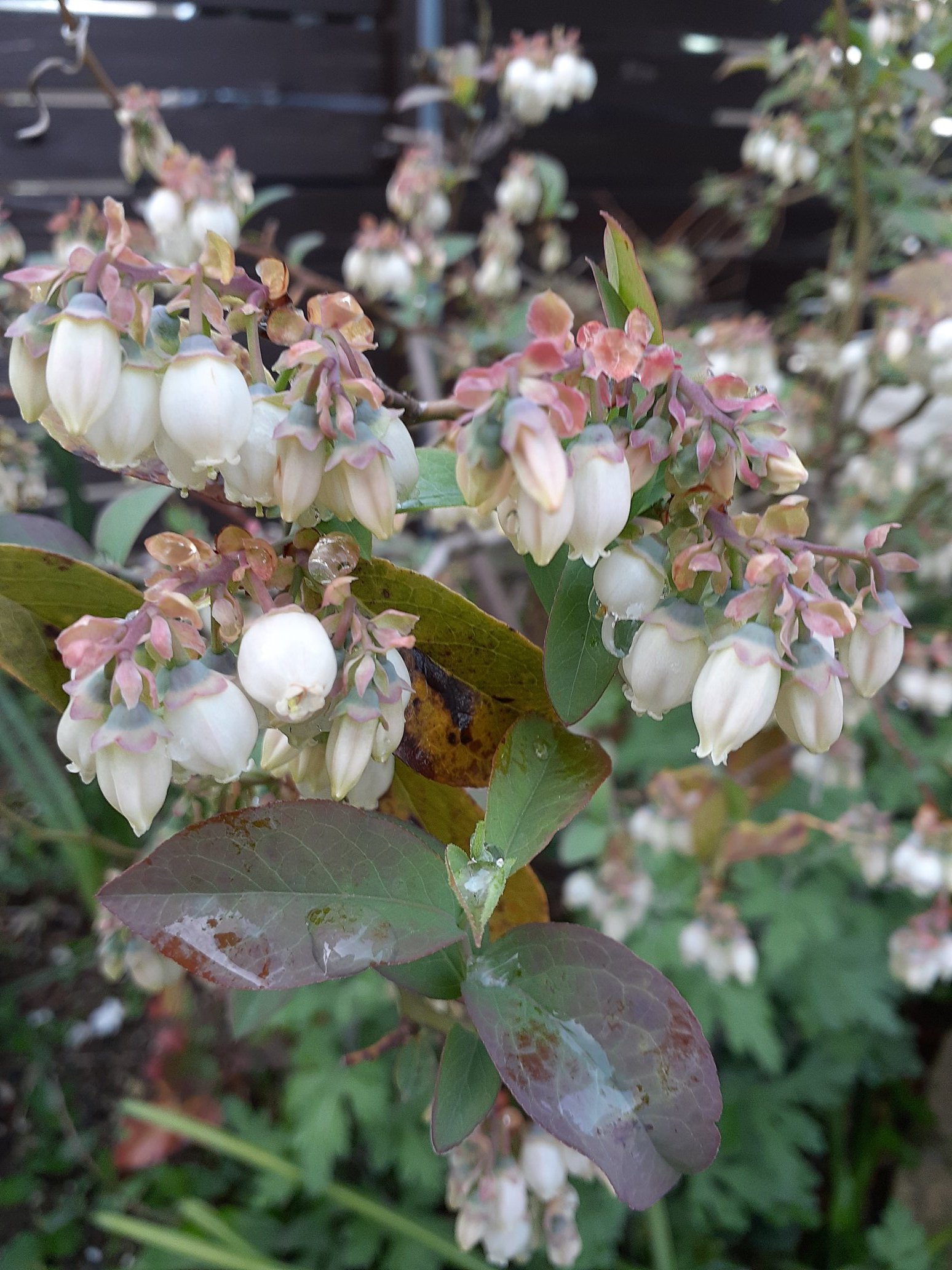 アシュリン (VjpdnFU7Se1tYsG) / Twitter