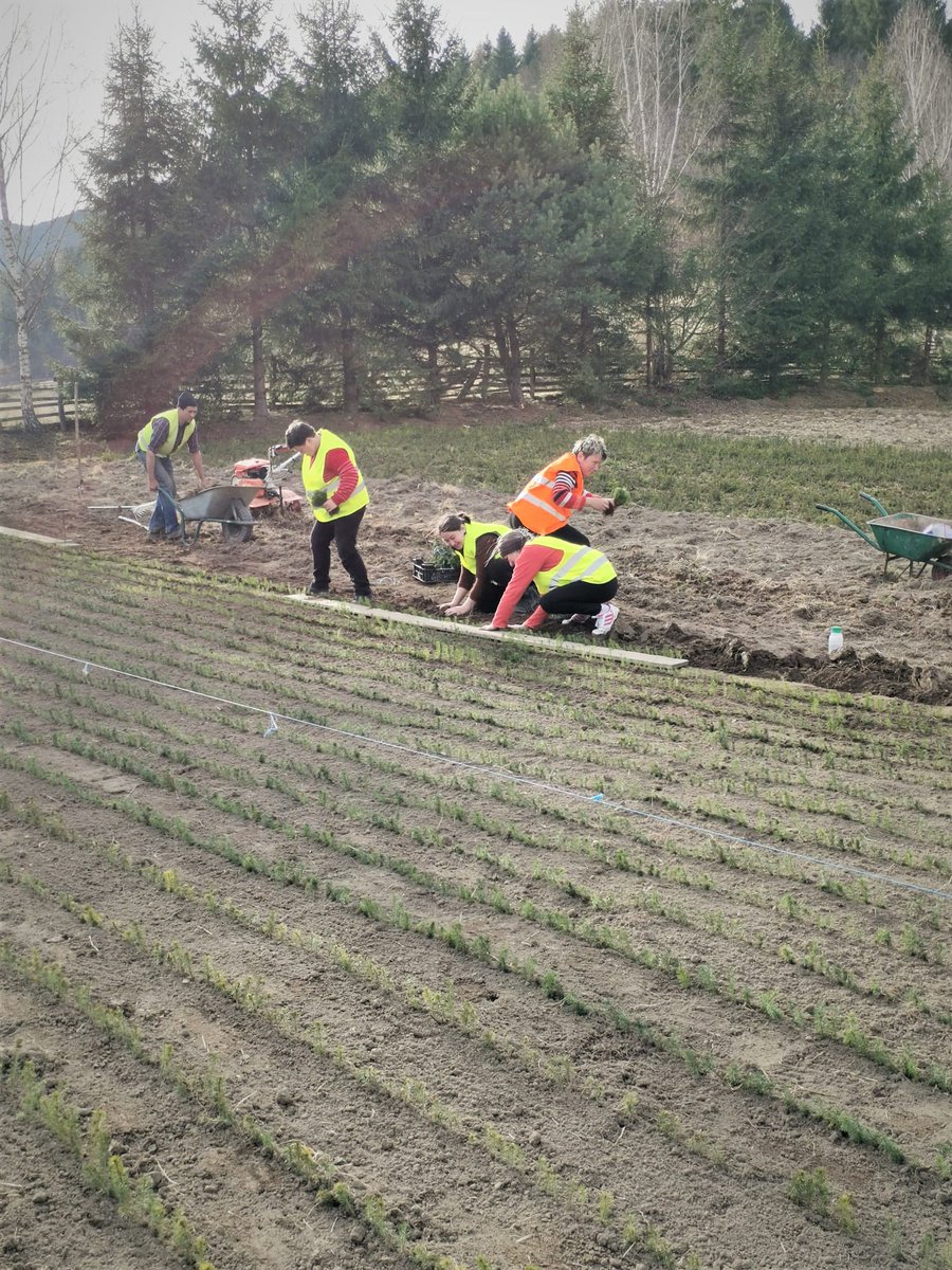 RNP_Romsilva's tweet photo. ℹ️ 🇷🇴 Repicarea puieților #forestieri în pepinierele #silvice ale Direcției Silvice #Covasna din cadrul #Romsilva

ℹ️ 🇬🇧 #forestry works in #forest nursery of Covasna Forest Directorate, in #Romania 

#forests #păduri #pădure #silvicultură #mediu #natură #nature https://t.co/K4UzYuxzpg