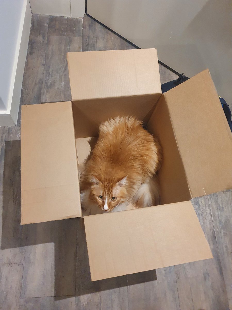 gingertheorange's tweet photo. My humans have been using @HelloFreshUK to cook their meals lately, and the box it comes in is the best thing ever! I totally love it. I'm thinking, maybe HelloFresh should start delivering boxes specifically for cats too? Just a suggestion! 😻🐾 #HelloFreshUK #CatApproved https://t.co/ewb32cY09M
