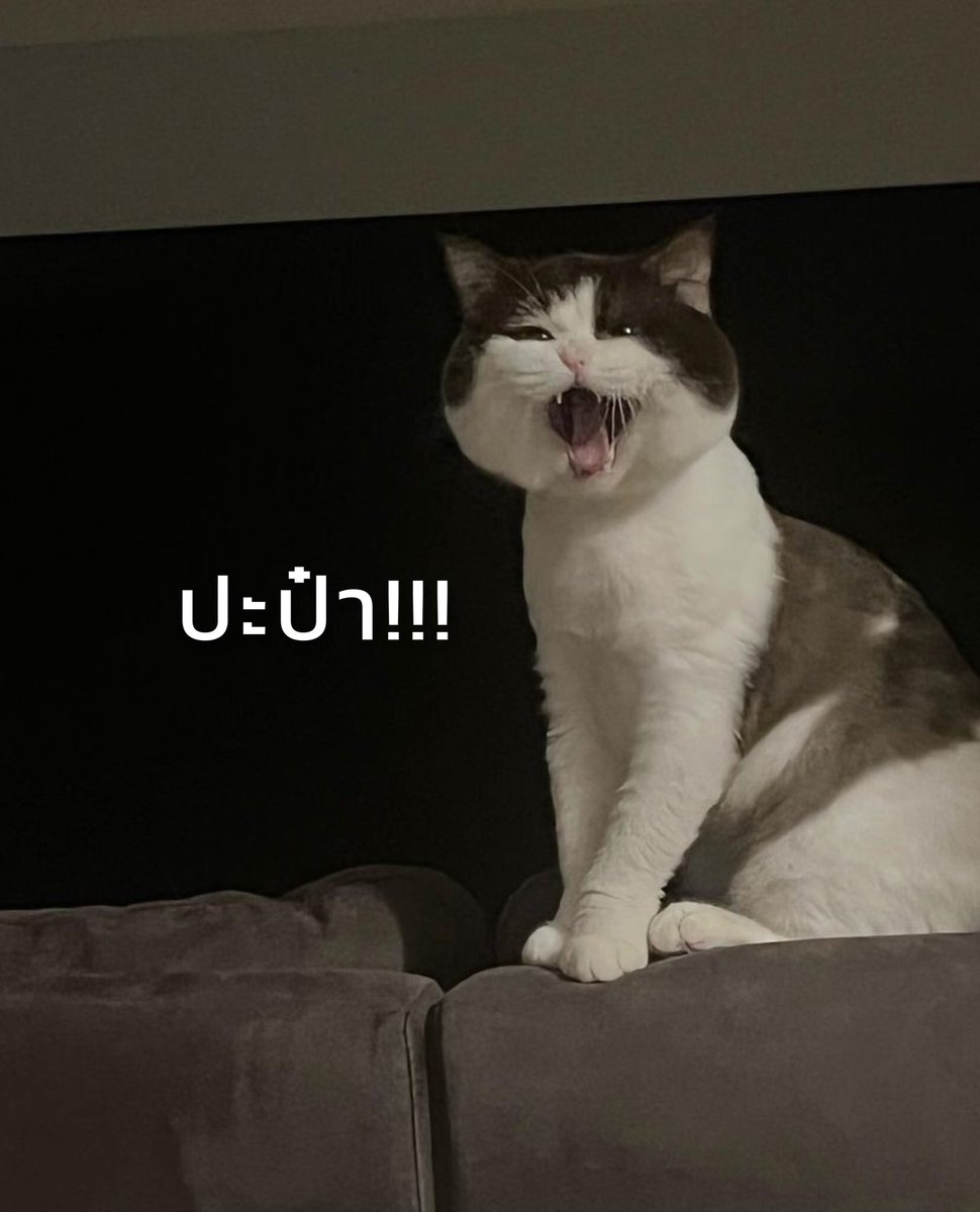 thisisapiccolo's tweet photo. ปะป๋า!!! เทข้าวด้วยค้าบ! @Prem_space 😾 https://t.co/XecYvAbCOC