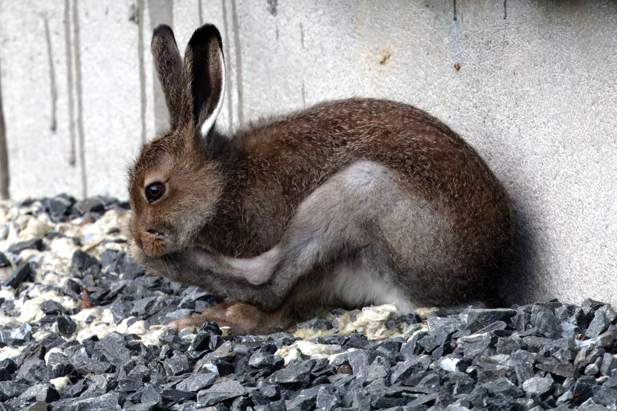 During the Easter weekend, 71% of the data were recorded with #NaturaList!