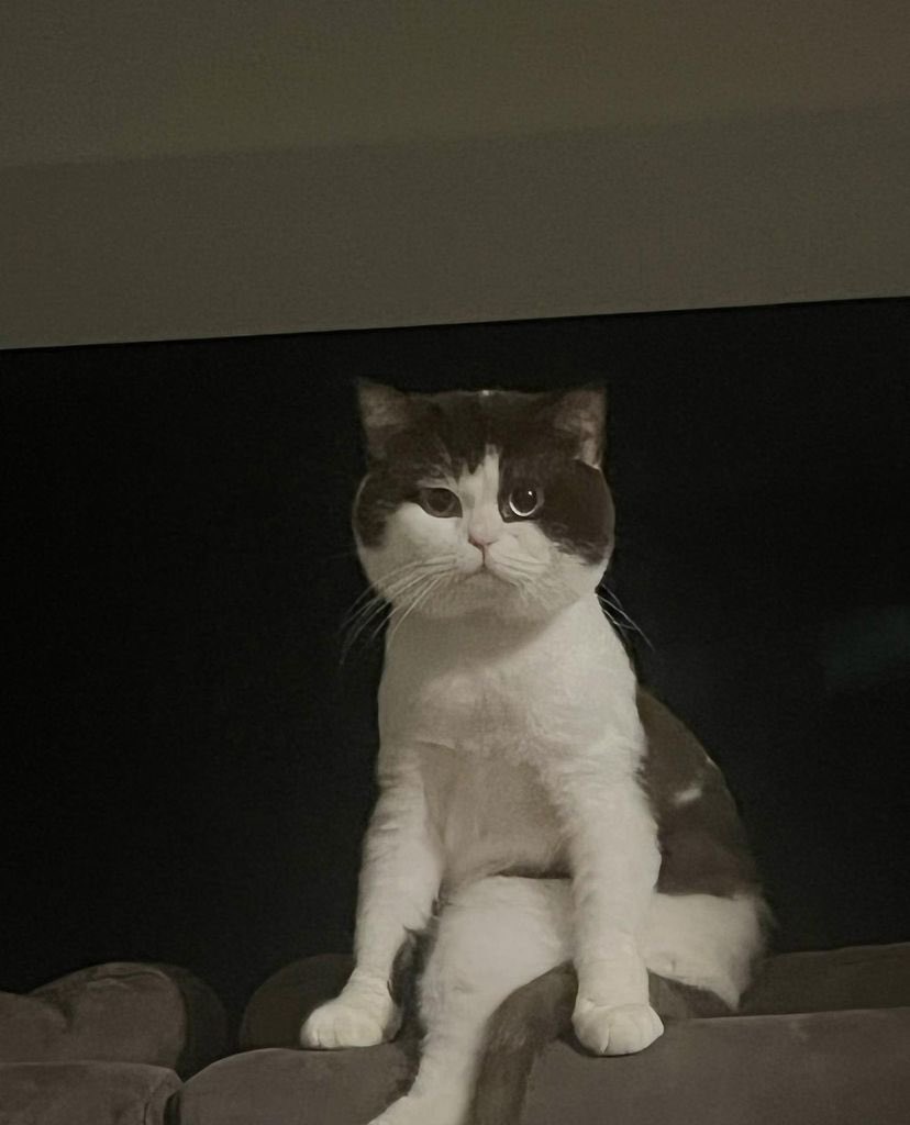 thisisapiccolo's tweet photo. IGs thisispiccolo

Zzzzzzz

// 😾😾😾

#thisispiccolo
#prem_space https://t.co/AGi1ub09XV