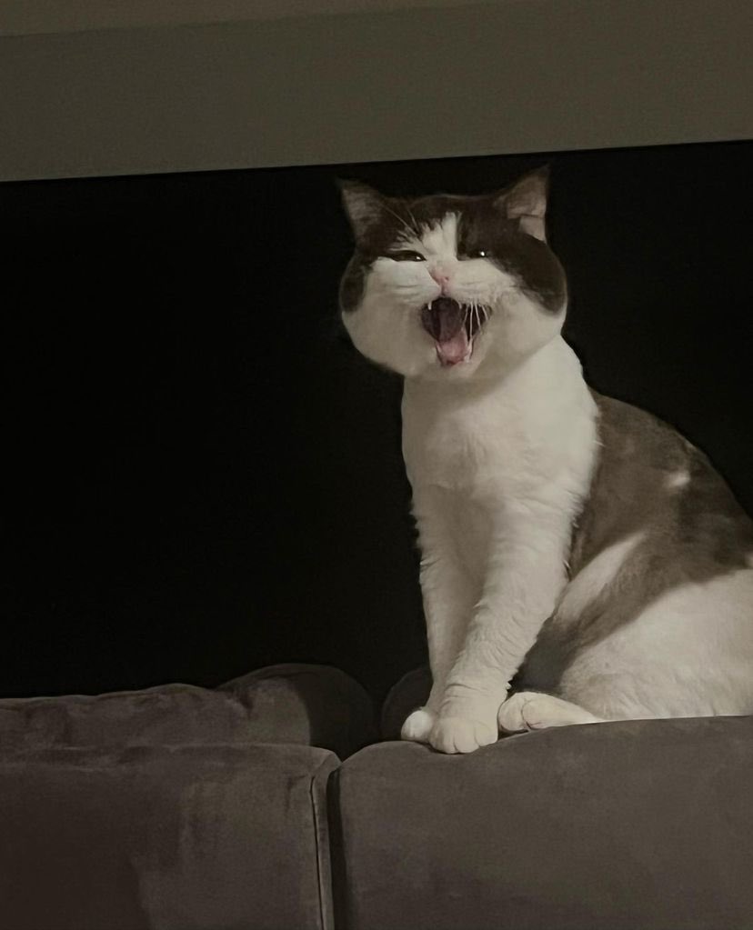 thisisapiccolo's tweet photo. IGs thisispiccolo

Zzzzzzz

// 😾😾😾

#thisispiccolo
#prem_space https://t.co/AGi1ub09XV