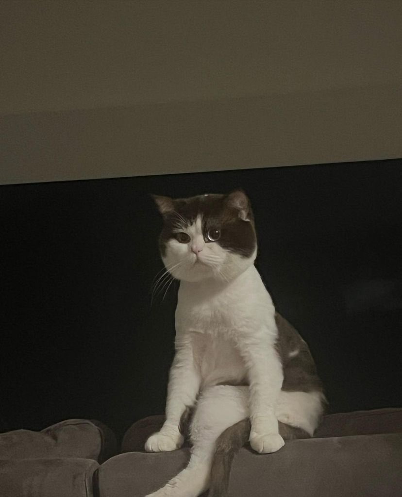 thisisapiccolo's tweet photo. IGs thisispiccolo

Zzzzzzz

// 😾😾😾

#thisispiccolo
#prem_space https://t.co/AGi1ub09XV