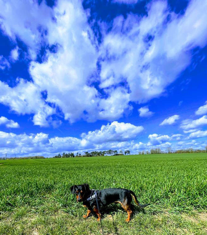 Tom Warren tweet media