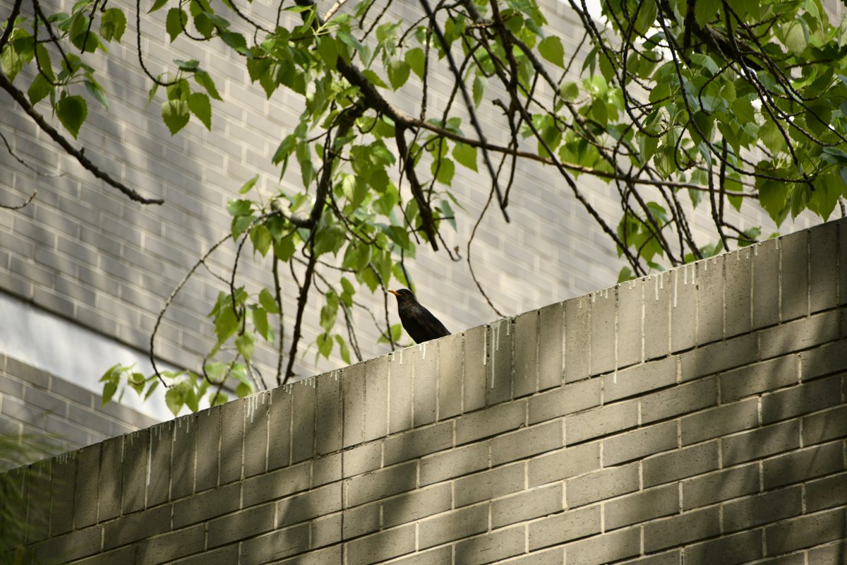 bfsu_official's tweet photo. #BFSUcampus is home to different kinds of birds, have you spotted any of them? https://t.co/U0EOjoYiBI