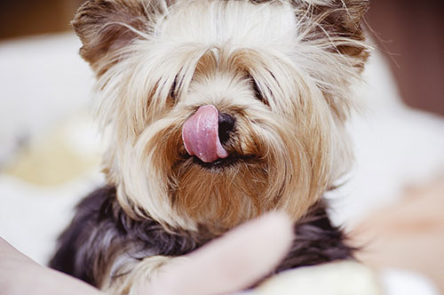 JMICAWE's tweet photo. It's #TongueOutTuesday - sharing our #dog pics with you. Interested in #AnimalWelfare? https://t.co/4WdyauqHHB online course from the University of Edinburgh #EdAniWelf https://t.co/2nigRNVupZ