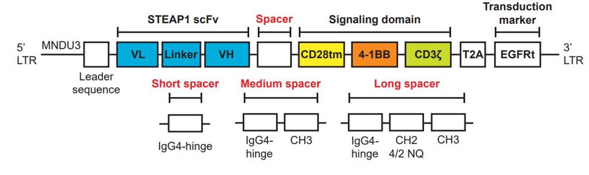 Nature Communications (@naturecomms) on Twitter photo CAR-T cells targeting STEAP1 for prostate cancer therapy.
nature.com/articles/s4146…
#CancerResearch @natrescancer <a href="/vipulbhatia24/">Vipul Bhatia</a> <a href="/jklee_lab/">Lee Lab</a> <a href="/BioengIshihara/">Jun Ishihara</a> <a href="/fredhutch/">Fred Hutch Cancer Center</a> <a href="/PCFnews/">Prostate Cancer Foundation</a>
@NCItreatment #ProstateCancer CAR-T cells targeting STEAP1 for prostate cancer therapy.
nature.com/articles/s4146…
#CancerResearch @natrescancer <a href="/vipulbhatia24/">Vipul Bhatia</a> <a href="/jklee_lab/">Lee Lab</a> <a href="/BioengIshihara/">Jun Ishihara</a> <a href="/fredhutch/">Fred Hutch Cancer Center</a> <a href="/PCFnews/">Prostate Cancer Foundation</a>
@NCItreatment #ProstateCancer