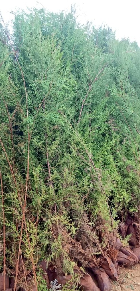 We are happy to recieve 9,000kgs of both indigenous and exotic tree seedlings for our greening &amp; rangelands management project. We are grateful to the Kenya Prisons Tree Nurseries (Ruiru) <a href="/CorrectionalKE/">State Department for Correctional Services | Kenya</a> for great service, good price &amp; support. #Jazamiti #climateadaptation