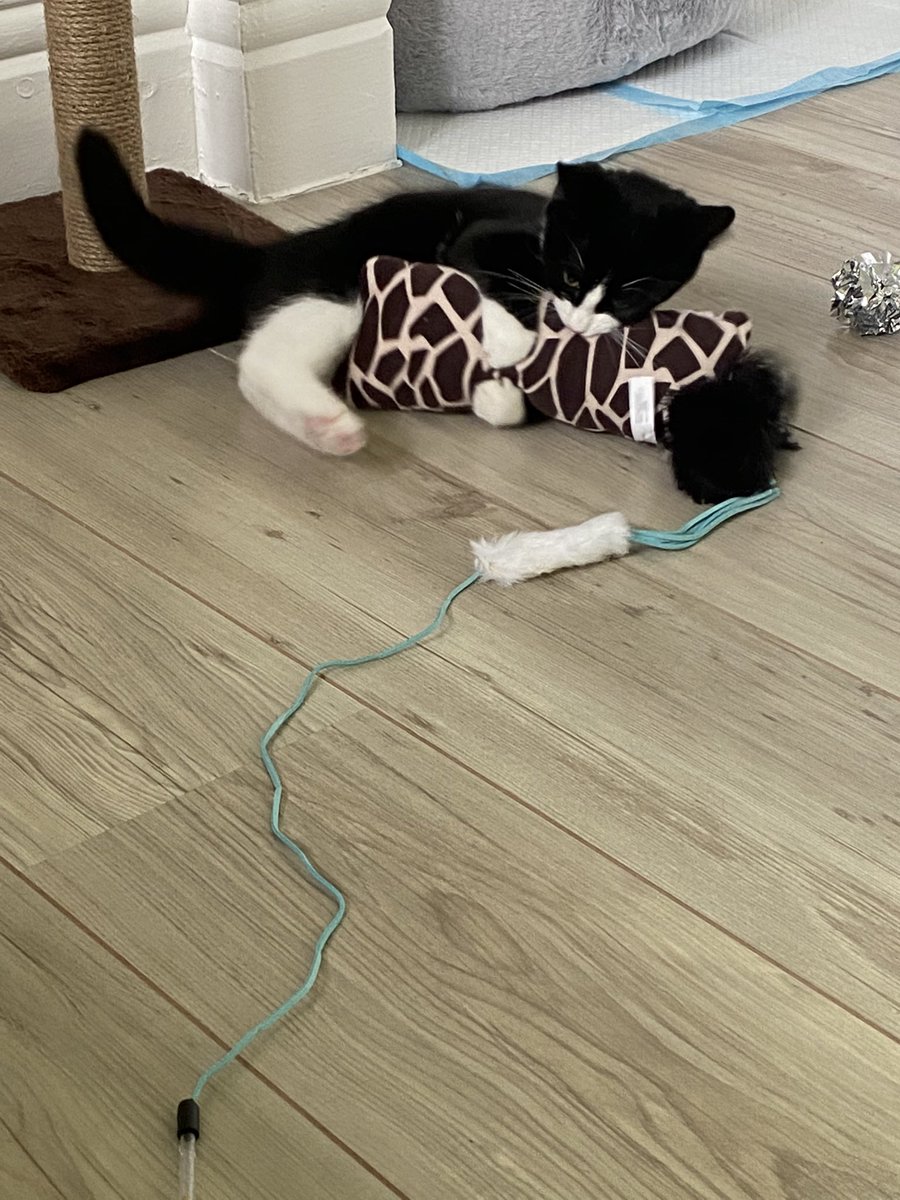 JustJess tweet media