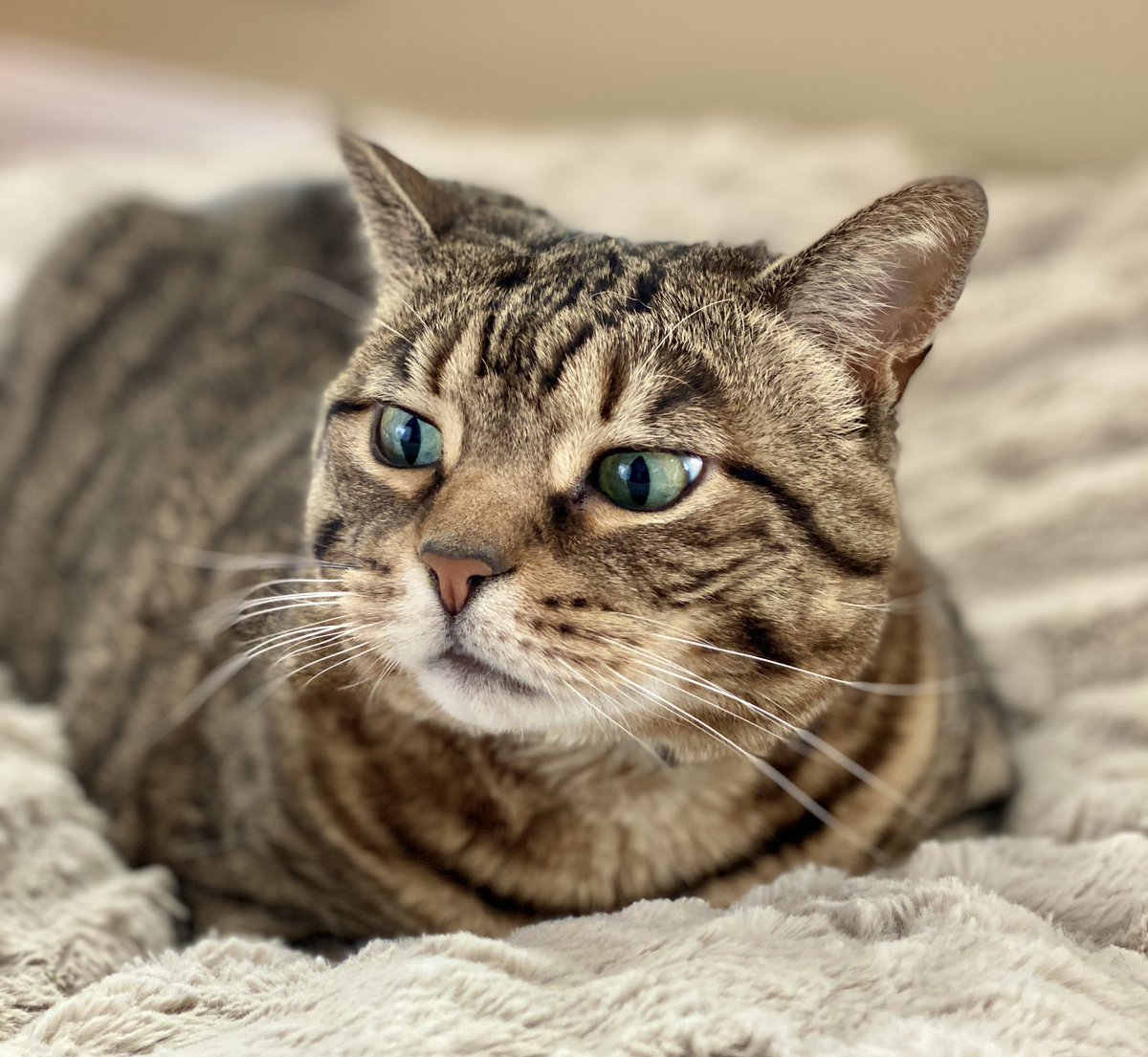 Sideways Cat🏳️‍⚧️ on Twitter "RT MissyBBBobtail Every person thinks