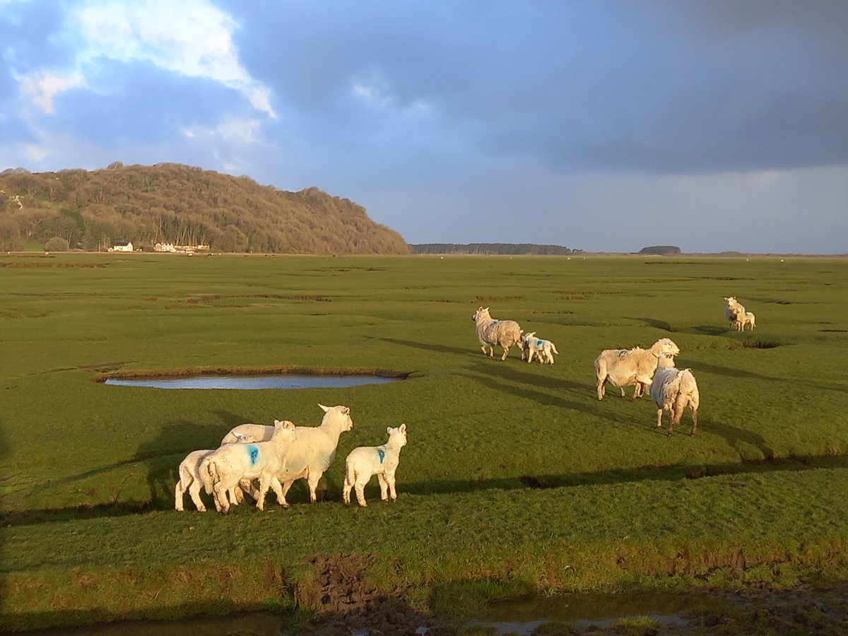 The first lambs went out the salt marshes yesterday. They look as if they are going to enjoy the next 10 days before the first high tide comes and they have to come back in. <a href="/GowerLamb/">Gower Salt Marsh Lamb</a>