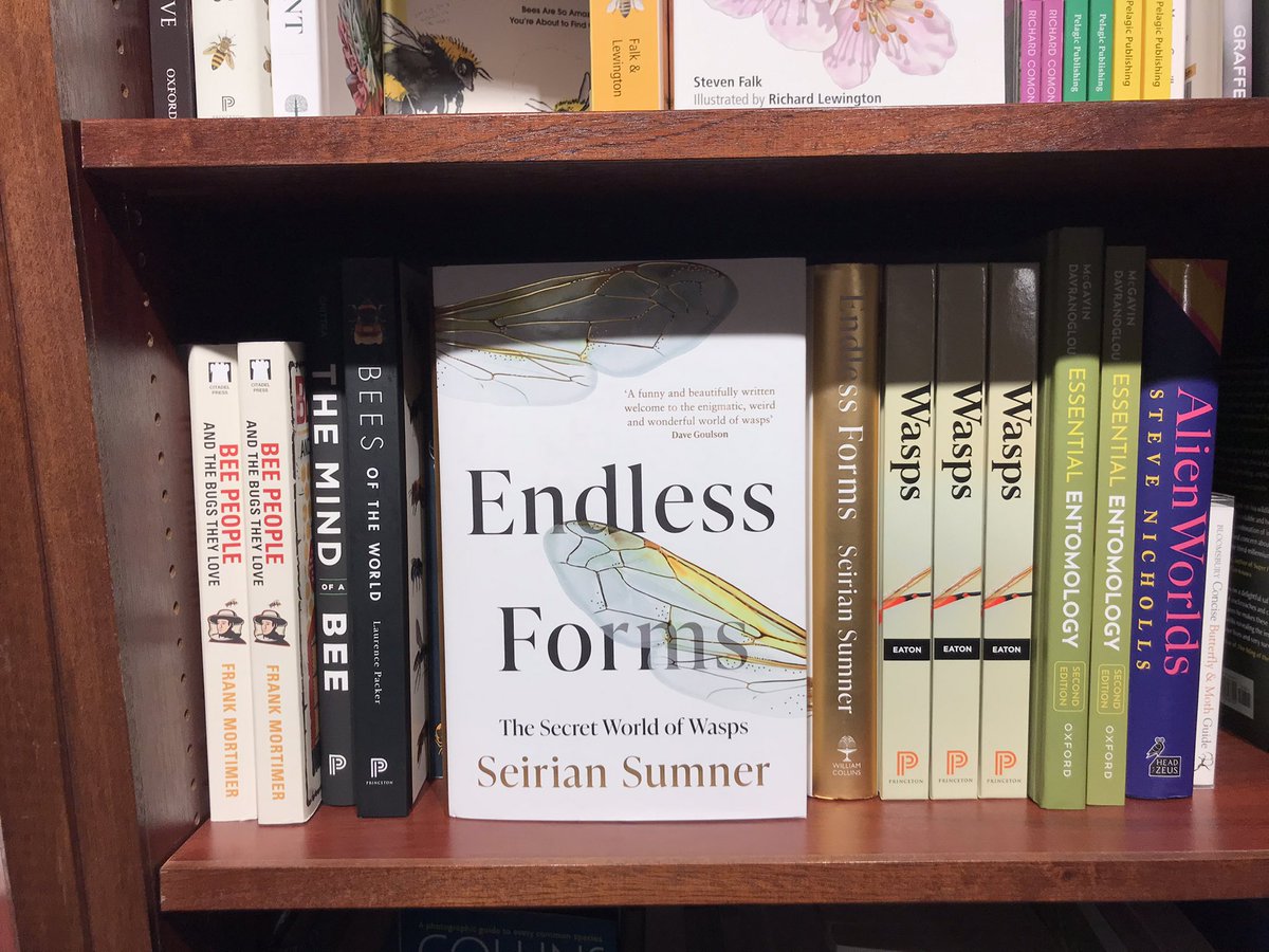 WaspWoman's tweet image. Still get a buzz (ahem.. 🙄) from spotting #EndlessForms - Why we Should Love Wasps - in the shops. Today spotted in #Oxford’s @blackwelloxford and #IndieBooks @GulpFictionBlog, surrounded by some of my fav fellow insect authors @BugEric @LChittka 🐝🐝🐝#waspemoiji