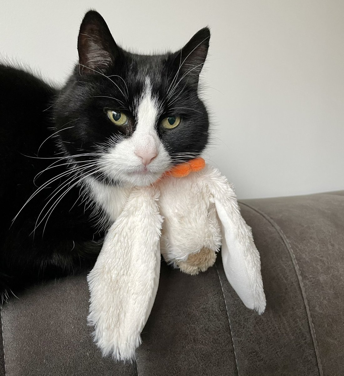 Welmoed123's tweet photo. Milou is helemaal verslingerd aan dit knuffelkonijntje van het Amalia Kinderfonds. 

Ze knuffelt er voortdurend mee, lebbert aan z’n oren en vindt het echt háár konijntje. 

En ach, dan vind ik dat natuurlijk ook. 🥰 https://t.co/aOxO88IJum