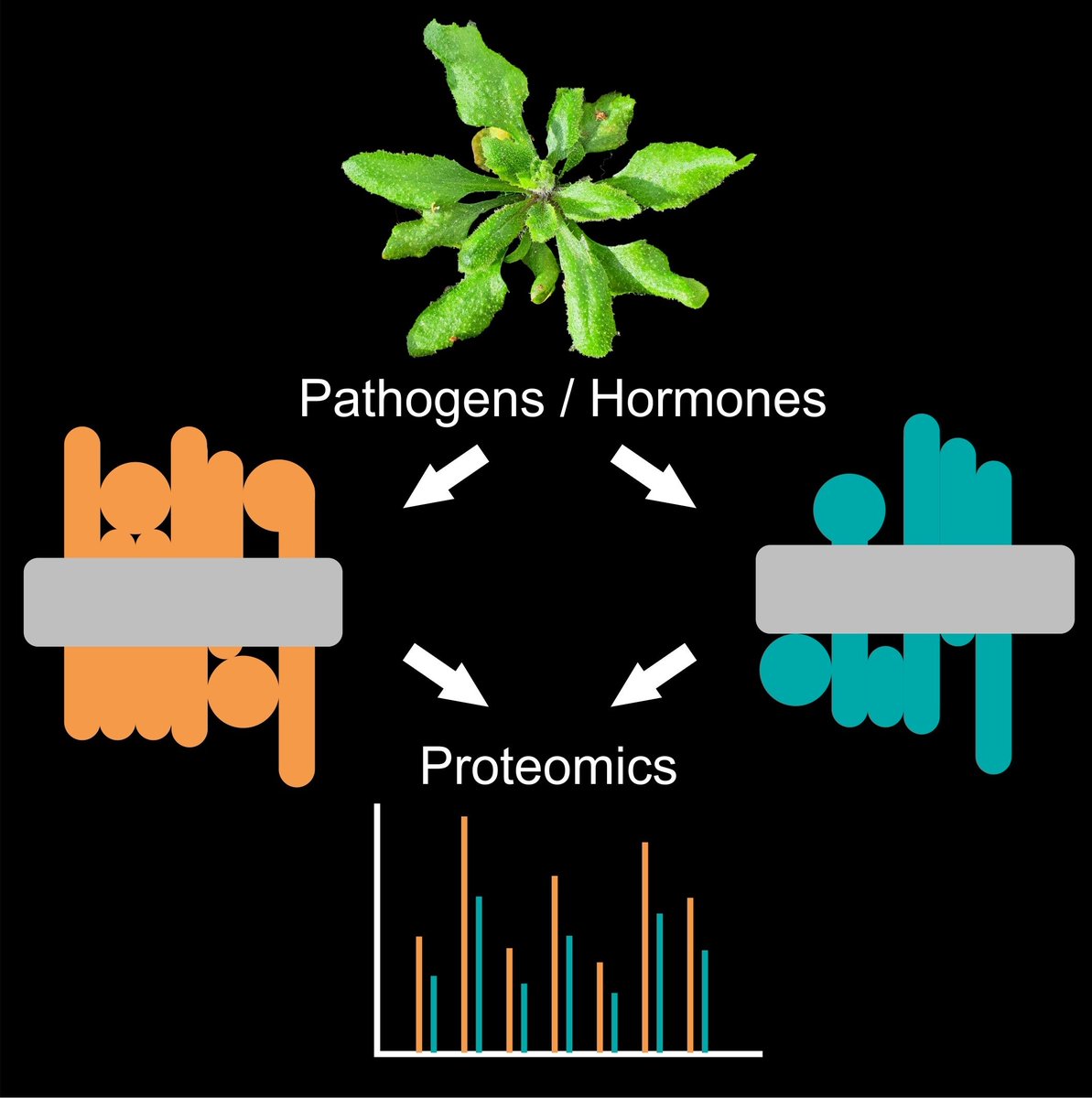 Hemsley Lab (@hemsley_lab) on Twitter photo Funded PhD project on plant receptor kinases in <a href="/Hemsley_Lab/">Hemsley Lab</a>. Biochemistry, proteomics, lipidomics and physiology to understand how plants detect pathogens.
Email pahemsley@dundee.ac.uk for informal chat (encouraged). UK/home fee status applicants only.
dundee.ac.uk/phds/projects/… Funded PhD project on plant receptor kinases in <a href="/Hemsley_Lab/">Hemsley Lab</a>. Biochemistry, proteomics, lipidomics and physiology to understand how plants detect pathogens.
Email pahemsley@dundee.ac.uk for informal chat (encouraged). UK/home fee status applicants only.
dundee.ac.uk/phds/projects/…
