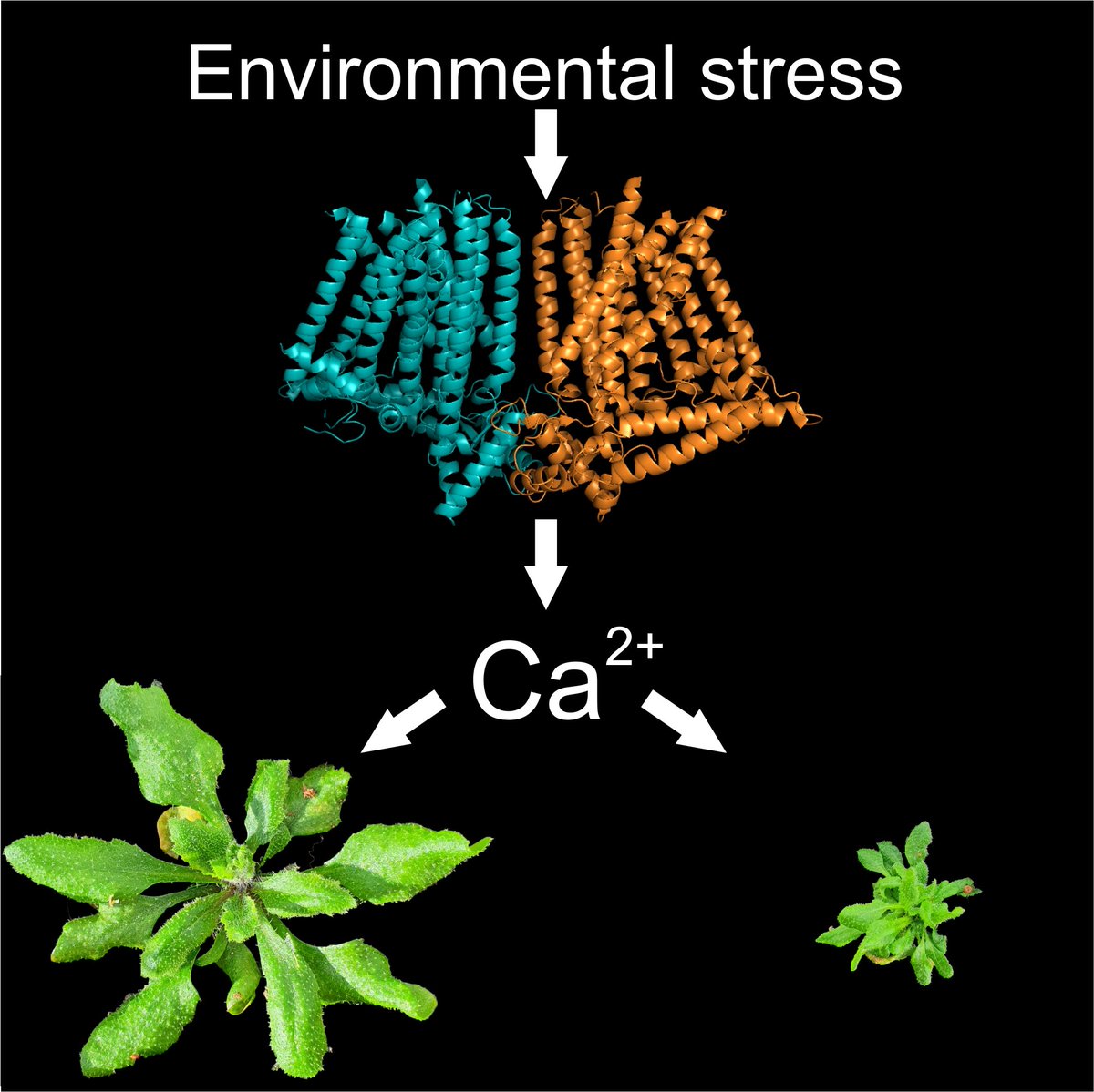 Hemsley Lab (@hemsley_lab) on Twitter photo Funded PhD project in <a href="/Hemsley_Lab/">Hemsley Lab</a>. Biochemistry, in silico simulations and physiology to understand how plants detect/ respond to environmental stress.
Email pahemsley@dundee.ac.uk for informal chat (encouraged). UK/home fee status applicants only.
dundee.ac.uk/phds/projects/… Funded PhD project in <a href="/Hemsley_Lab/">Hemsley Lab</a>. Biochemistry, in silico simulations and physiology to understand how plants detect/ respond to environmental stress.
Email pahemsley@dundee.ac.uk for informal chat (encouraged). UK/home fee status applicants only.
dundee.ac.uk/phds/projects/…