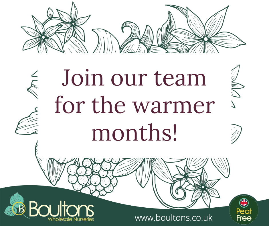 We're #hiring seasonal staff to work at our beautiful #plantnursery in Moddershall! 🌿 Duties include preparing plants, labelling & other nursery duties. Flexible hours between 8-5 Mon-Fri. No experience needed!

👉 Email your CV to darryl.norman@boultons.co.uk

#gardeningjobs