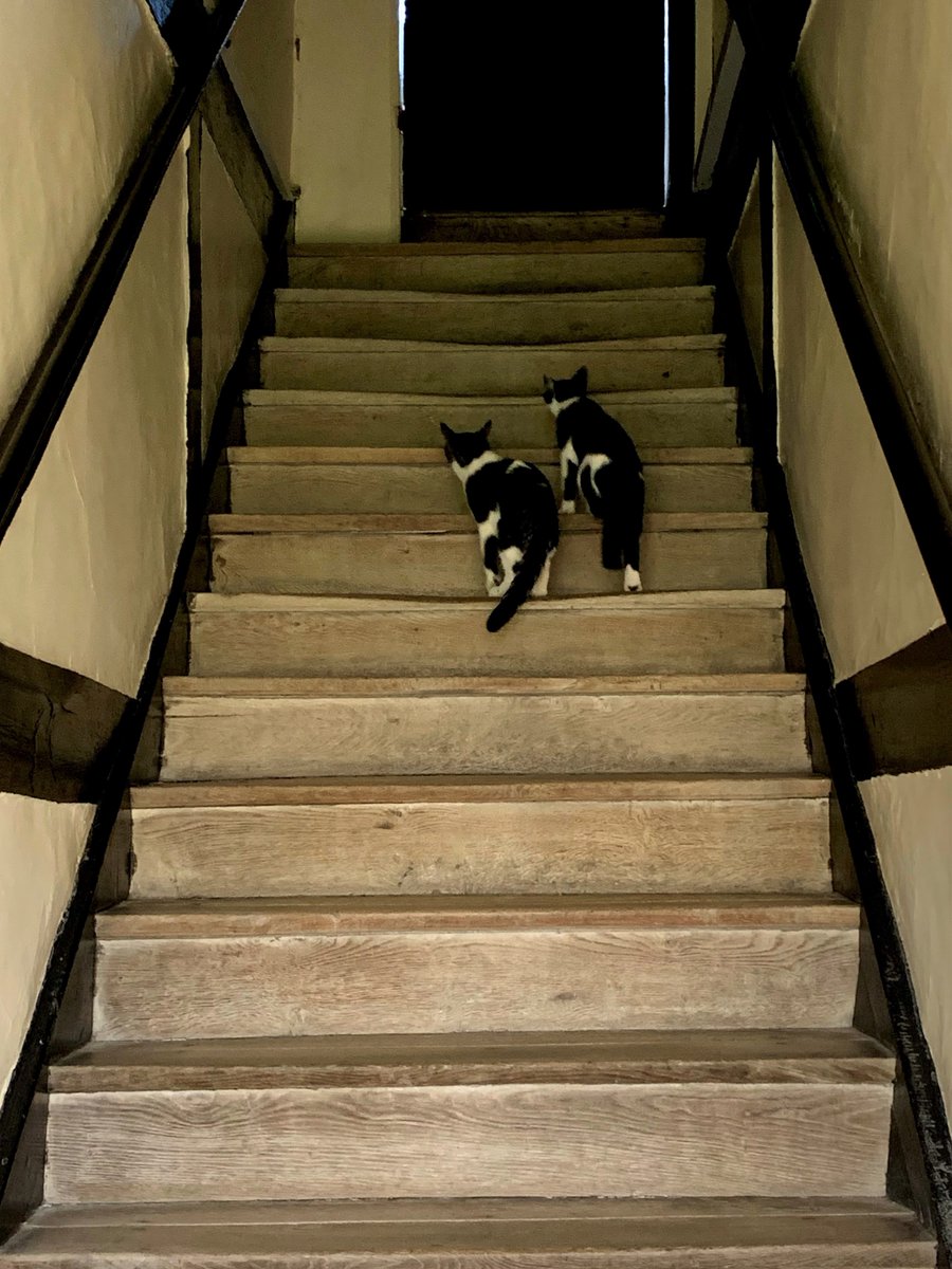Chase and Bailey, two of the St John's College kittens, climbing the stairs in Canterbury Quad to the office of Professor William Whyte.