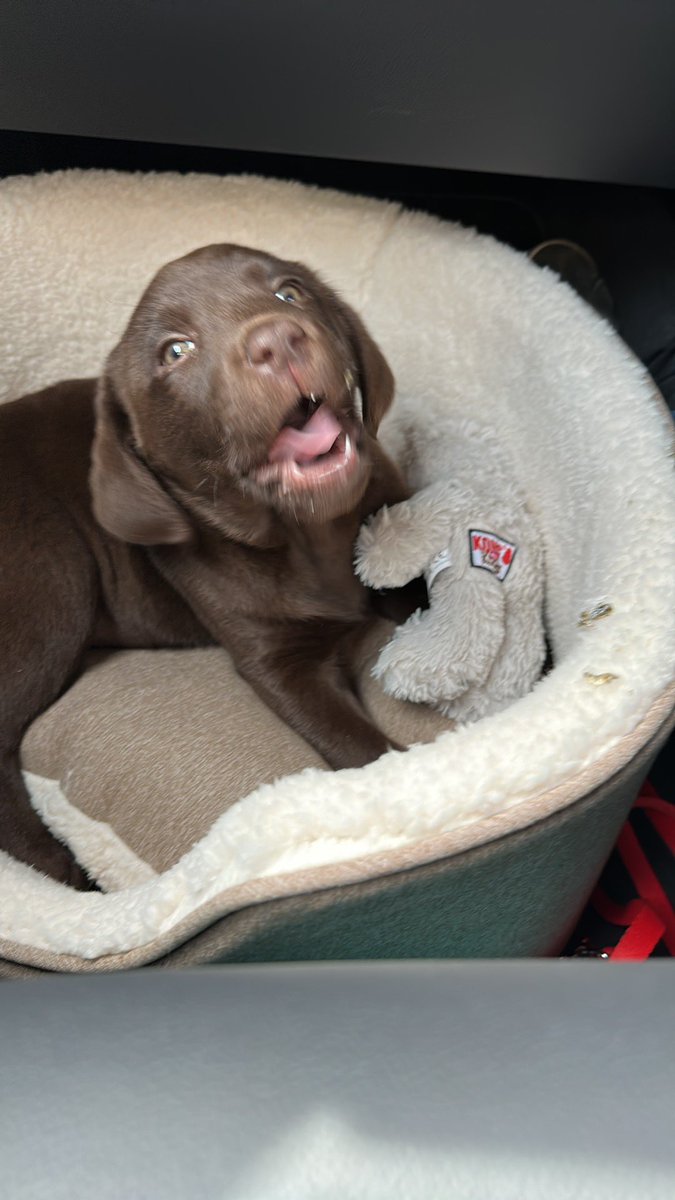 Fur pals the hooms have just brought home a brown furry piranha 😳….. you thought I was bad in my yoof ….