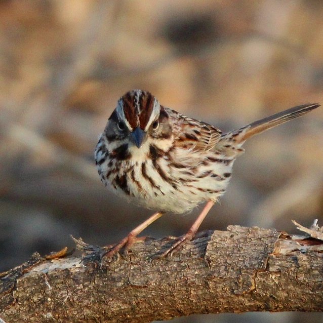 FeathTreasury's tweet photo. Song Sparrow 

04-11-2023

#songsparrow #sparrow #springbirding #birdsofminnesota #minnesota #birds #birdphotography #featherytreasury #mnbirds #birdpics #canon #canonphotography #canonrebelt7 #sigmalens #bird_lovers #birdwatching #bird_brilliance #bird_captures #birding https://t.co/y2p9ud8PYR