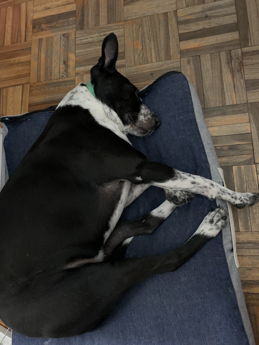 SarsottoSolchi's tweet photo. Si tienen un perro más humano no quiero saberlo 🥹🫶🏼 https://t.co/eLngyVmK0u