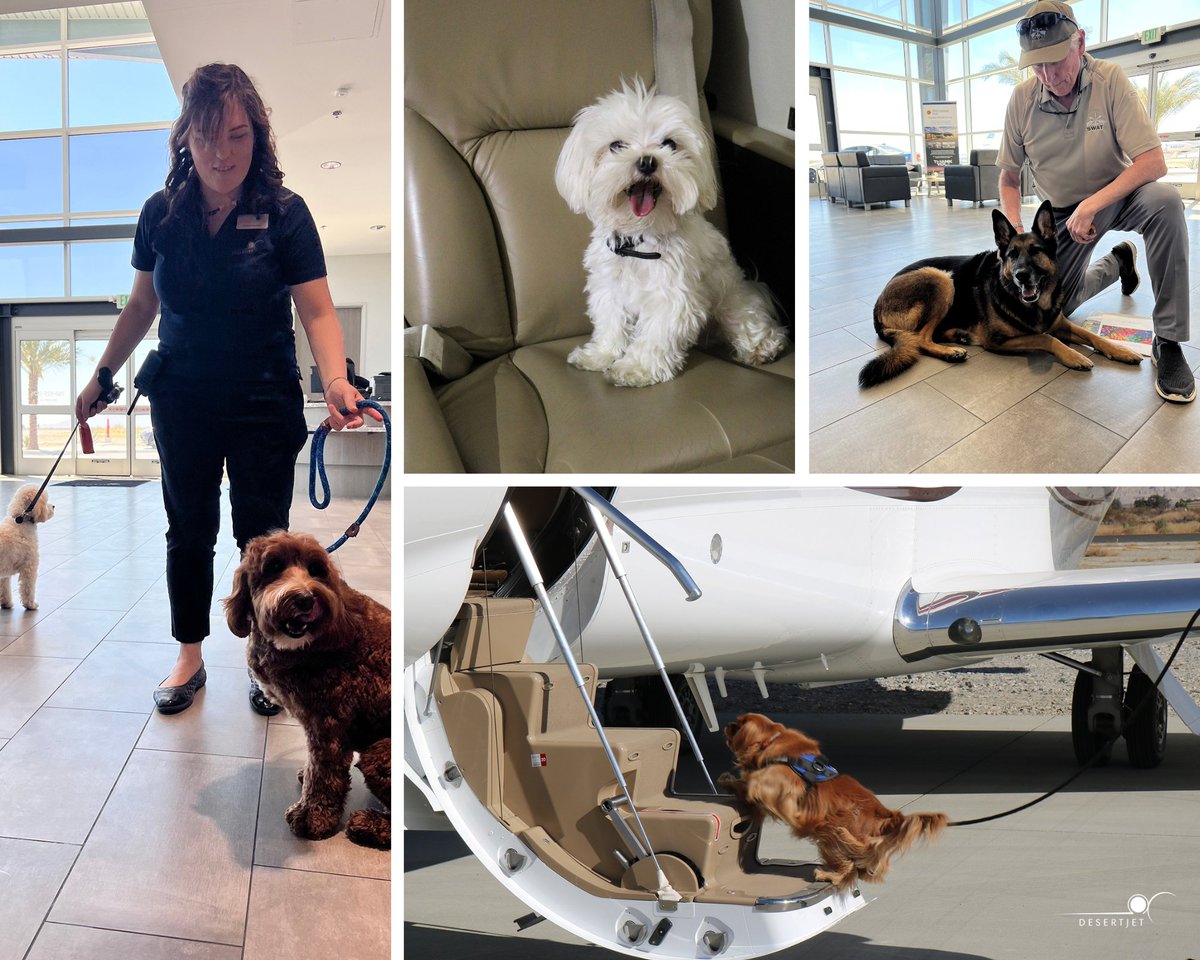 palmspringsjet's tweet photo. Traveling with your furry babies is easy with Desert Jet. Whether enjoying cool refreshments at the #FBO "Pawssenger Bar", visiting the lounge, or simply flying safely & relaxed aboard a #DesertJet charter with family, your pet will always get a warm welcome. #NationalPetDay https://t.co/O9AJbINb55