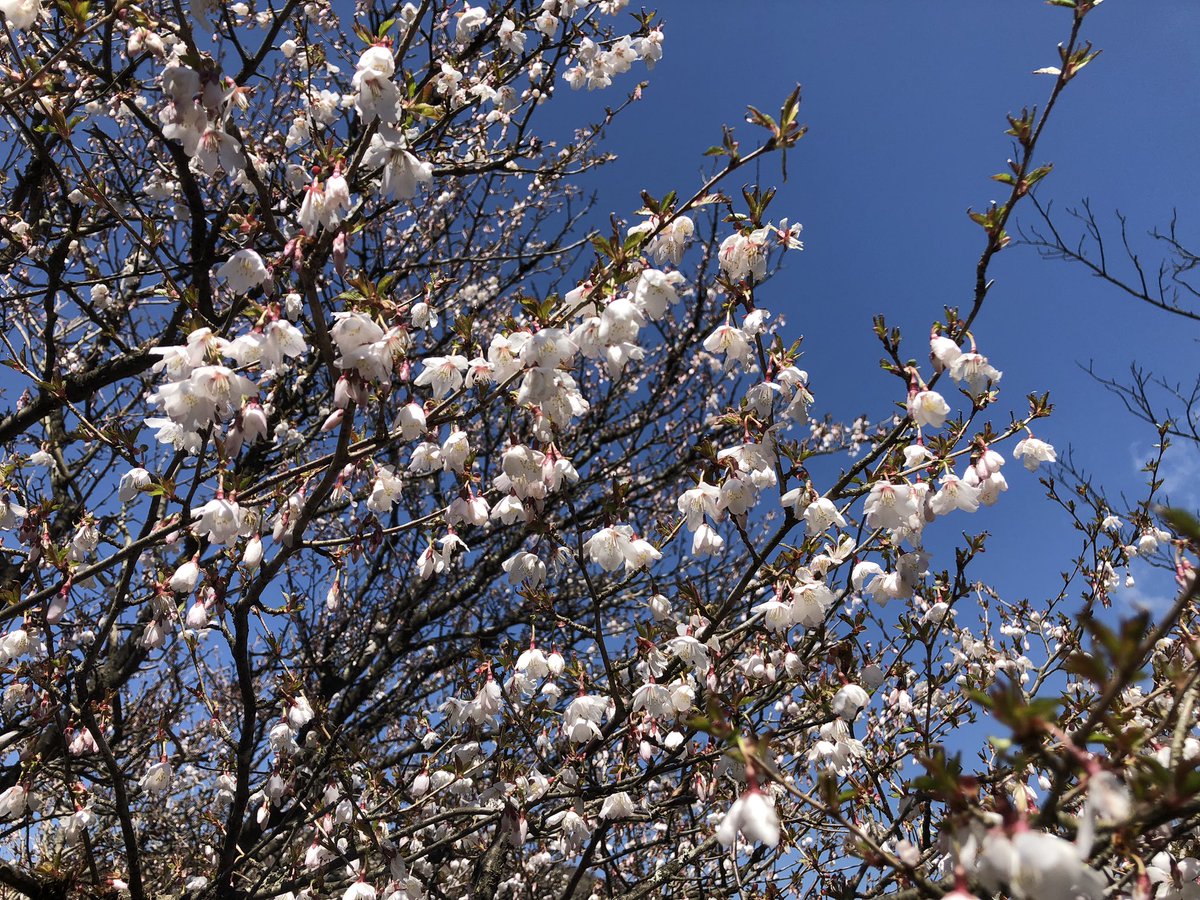 TUS_hiking's tweet photo. 4/9に春休み最後の活動として塔ノ岳に登ってきました！！
アップダウンが多く鎖場もあってなかなか登りごたえのある山でした⛰
稜線の景色と頂上の展望が最高でした！！ https://t.co/lj09bnAF75