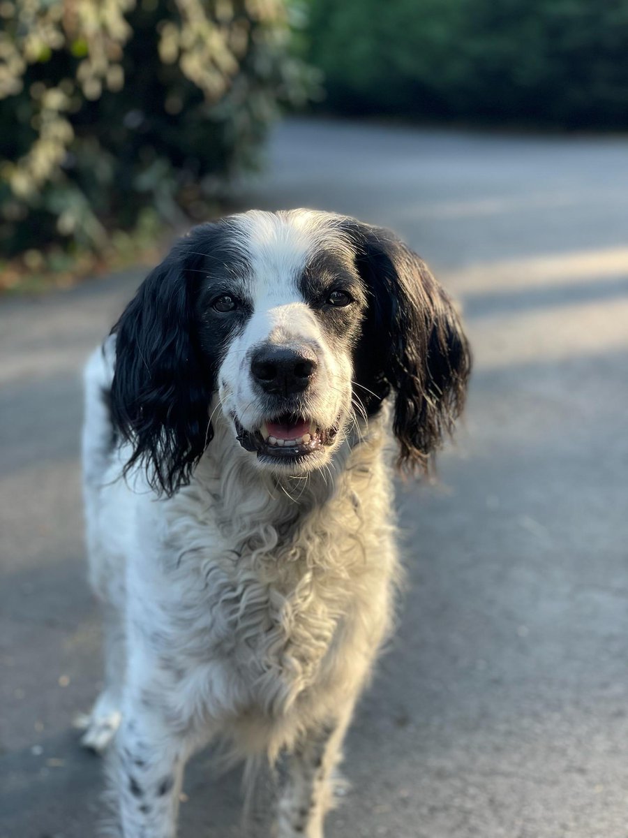 CandiceBoyd19's tweet photo. Happy #NationalPetDay! https://t.co/Tbc34Y2cd4