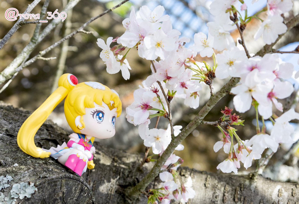 rora_369's tweet photo. るかっぷセーラームーンは可愛く撮れたかな✨
#セーラームーン #styledoll #るかっぷ #ソメイヨシノ https://t.co/FSOJoyrztd