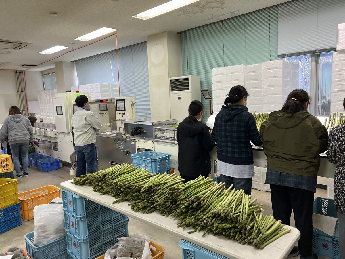 庄内みどりでは、現在アスパラガスの選果が真っ最中です☘️